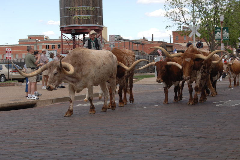 Cowboys and Bighorn cattle, Grapevine, Texas