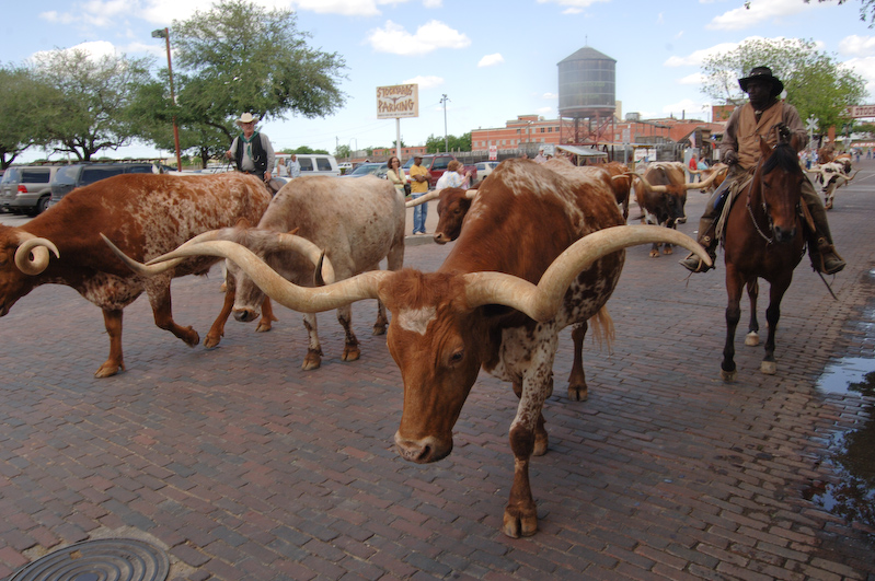 Cowboys and Bighorn cattle, Grapevine, Texas